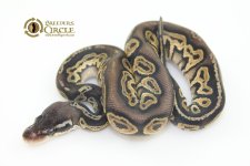 16BlackHeadPastelHetRedAxanthicF16341-65g.jpg
