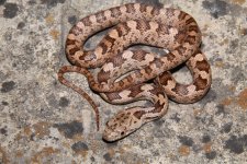 IMG_8668.jpg