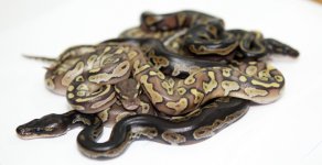blackheadhatchlingse.jpg