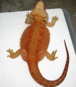 IMG_5945.jpg
