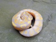 male banana  pic 2.jpg