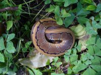 40-2016 Pinstripe male #2 70 gm $55.00.jpg