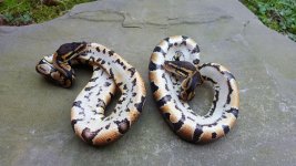 female het pieds underside.jpg