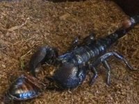 scorpion.jpg