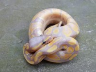 male banana.jpg