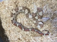 VPI pp Caramel Albino F.jpg