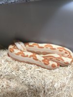 Sunglow Motley Kahl Male.jpg