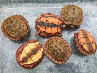 Rhinoclemmys Pulcherima1.jpg