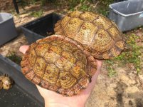 Rhinoclemmys Pulcherima adults.jpg