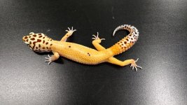 IMG_20161010_093503056.jpg