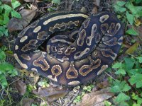 41-2014 Cinnamon Yellowbelly female #2 from unnamed dark dominant bloodline #1 500 gm $350.00.jpg