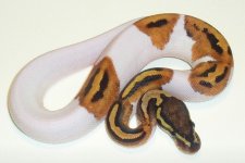 Pied.JPG