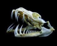 gtb_teeth_02.jpg