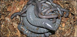 Offspring-that-Eat-the-Skin-of-their-Living-Mother-2.jpg