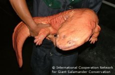 chinesegiantsalamanderprojectpage.jpg