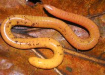 090402-05-orange-worm_big.jpg