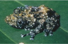 Acanthixalus_sonjae_1.jpg