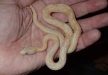 albino suboc male #1.jpg