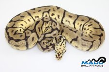 15LeopardBumbleBeeF1-500g.jpg