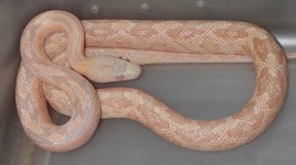 albino suboc female II.jpg