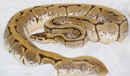 yellowbellyspider (1).jpg