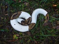 43-Proven breeder Pied male #61 1400 gm $650.00.jpg