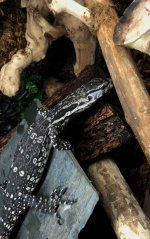 IMG_0001.jpg