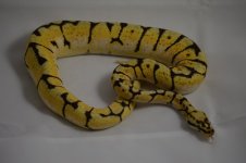 ODBee#15-02.jpg