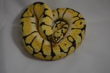 ODBee#15-01.jpg