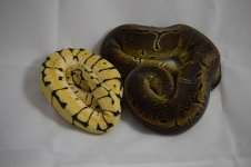 ODBee#15+Pin#11.jpg