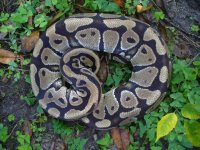 65-Proven breeder Vanilla female #151 1400 gm $350.00.jpg