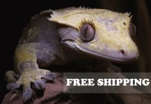 free-gecko-shipping.jpg