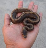 DSC_2105c.jpg