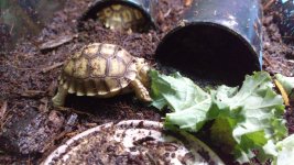 01:17 tort 27-35 grams.jpg
