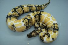 paradox20ball20python20from20ophios.jpg