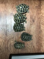 tortoises.jpg
