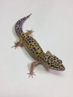 NORMAL LEOPARD GECKO- #S-N11-70916-1-1.jpg