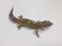 NORMAL LEOPARD GECKO- #S-N11-70916-1.jpg
