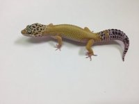 HYPO STRIPE LEOPARD GECKO- #S-O4-70516-1.jpg