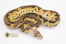 16PastelClownM5513-65g.jpg
