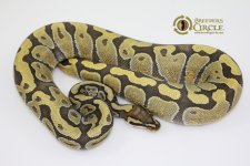 15EnchiGhostF1-920g.jpg