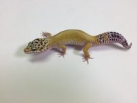 HYPO STRIPE LEOPARD GECKO- #S-O4-70516-1-1.jpg