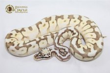 15LeopardQueenbeeM1-250g.jpg