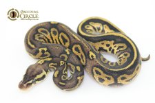 16PastelLeopardPossYBM1650-75g.jpg