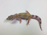 HYPO MACK SNOW W:Y LEOPARD GECKO- #S-N7-71816-1-1.jpg