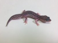 SUPER SNOW W:Y LEOPARD GECKO-#T-E7-81816-1.jpg