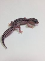 SUPER SNOW W:Y LEOPARD GECKO-#T-E7-81816-1-1.jpg