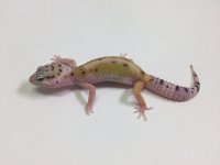 REVERSE STRIPE W:Y LEOPARD GECKO - #I-R2-81116-1.jpg