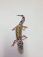 REVERSE STRIPE W:Y LEOPARD GECKO - #I-R2-81116-1-1.jpg