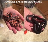 MUDSNAKE.jpg